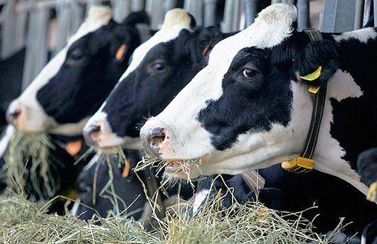 dairy cattle farming 3