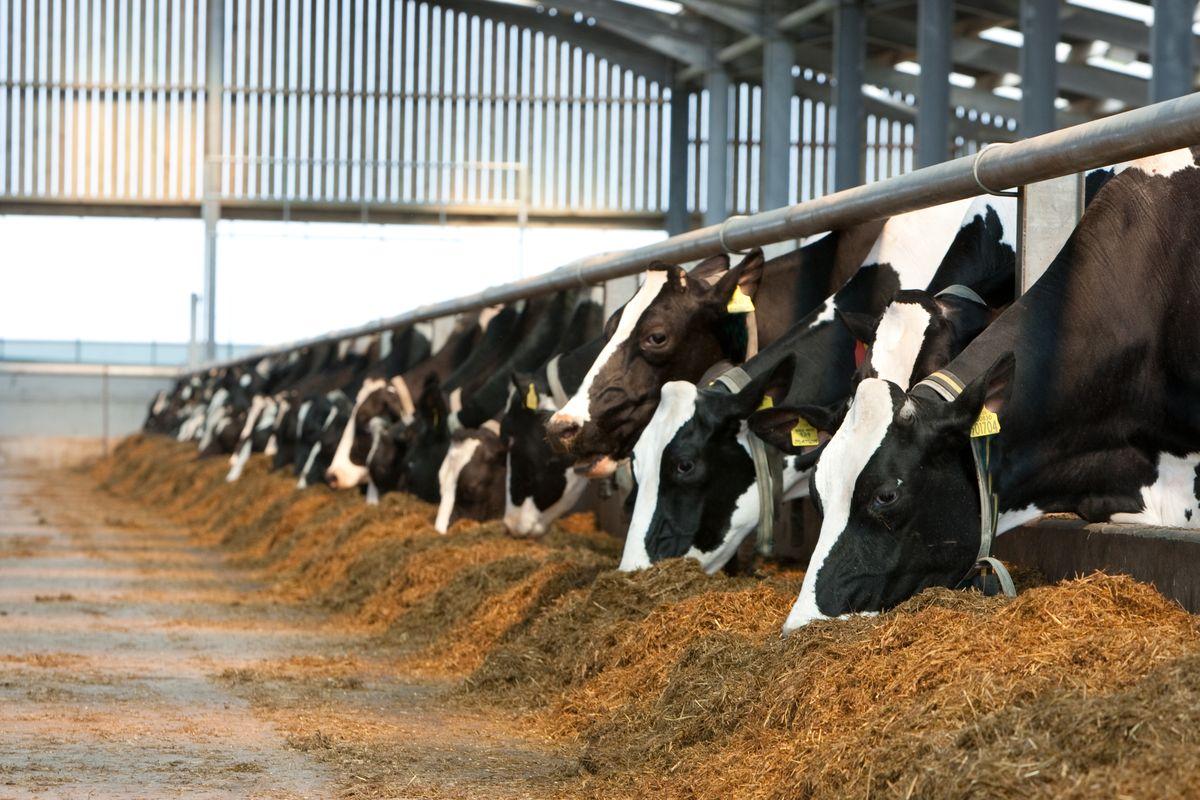 dairy cattle farming