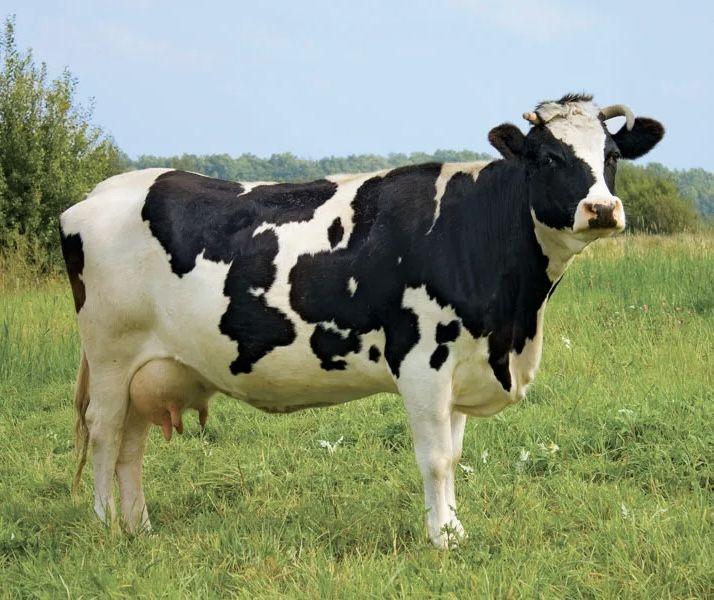 Supply of dairy cattle 2