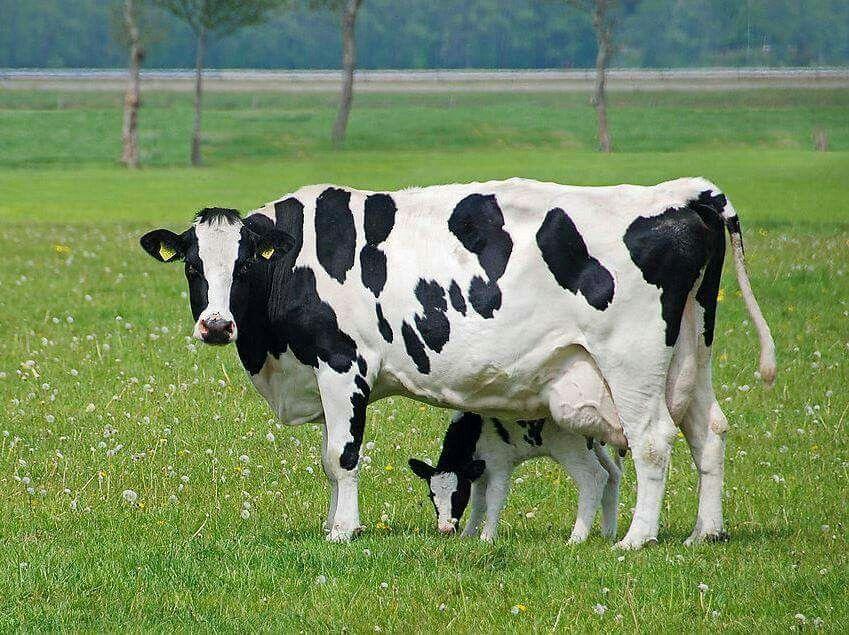 Supply of dairy cattle 4