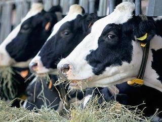 Supply of dairy cattle