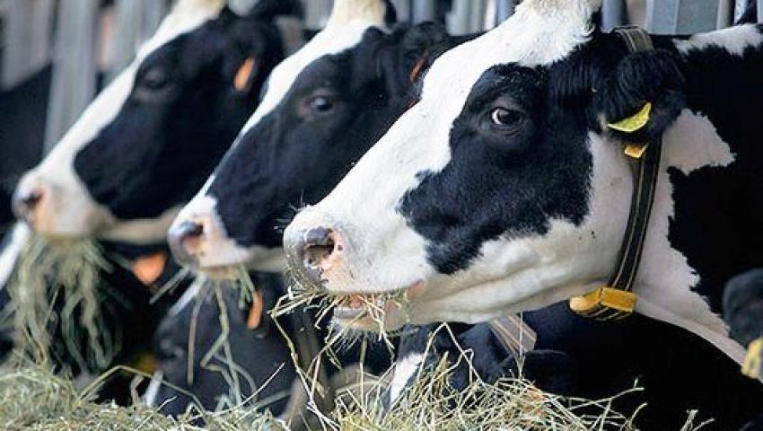 Supply of dairy cattle