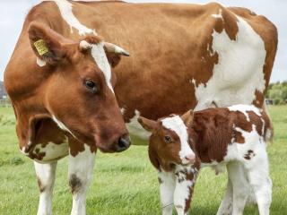 Dairy cattle farming