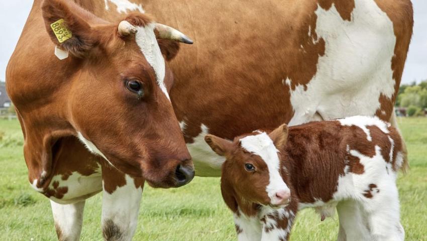 Dairy cattle farming